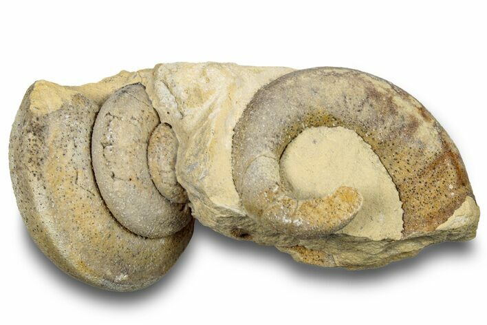 Ordovician Gastropod Fossil Association - Wisconsin #248581